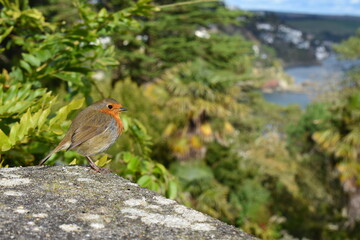 Robin is the most beloved UK common bird If you want to attract robins to your private garden start putting out fruits They are songbirds full of character which fight for their territory to the death