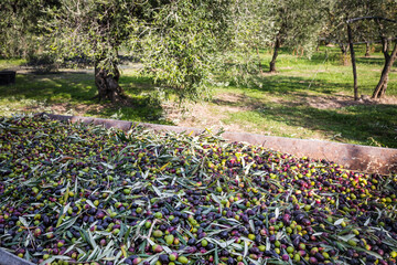 Raccolta olive verdi in Puglia