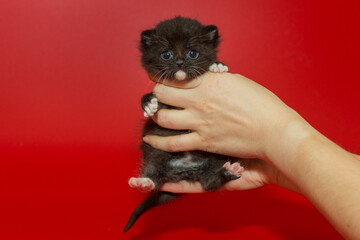 Small, frightened kitten in women's hands