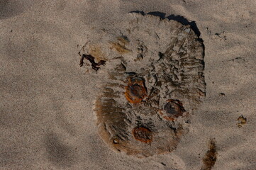 wooden stump on the sand