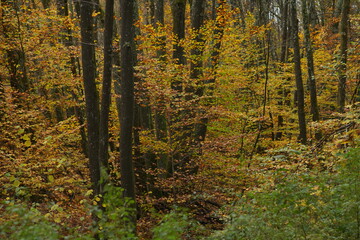 Traumhaft schöner herbstlicher Tag in einem Misch Wald aus Buchen und Eichen mit farbigen Blättern