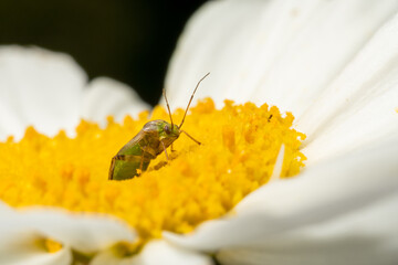 Brown mustachioed bug with brown eyes and a green belly, sitting in pollen on chamomile