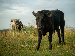 Naklejka na ściany i meble Kühe auf der Weide mit Wachsenburg im Hintergrund