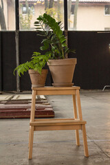 Green indoor plants in pots