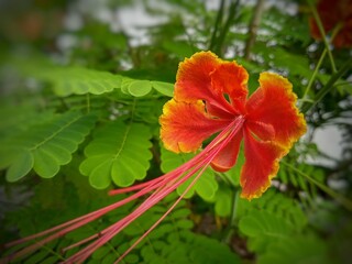 red maple leaf