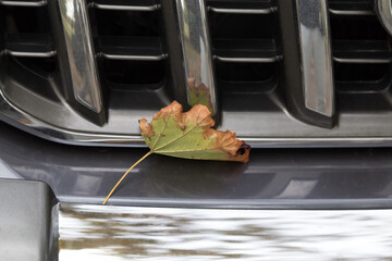 Dry autumn leaf on the bumper of the car.