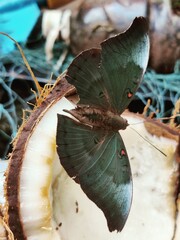 Obraz premium Butterfly on a coconut