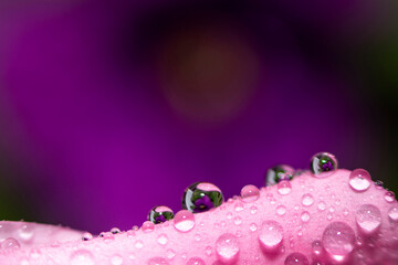 Abstraction Floral macro background. Close-up water drops on pink flower with violet background. Place for text.