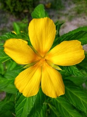 yellow flower with leaves