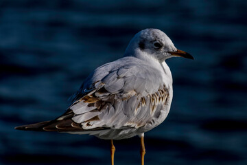 Möwe