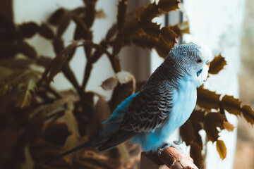 Blue budgie sits on a perch and looks out the window, autumn and parrot close up