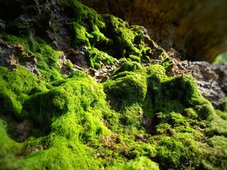 moss on stone
