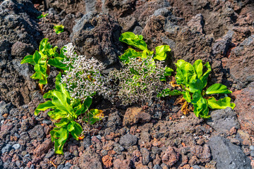 Azores, Sao Miguel Island, Ponta da Ferraria, Lava stones boarding the Atlantic Ocean . Small plants are growing on the cold lava