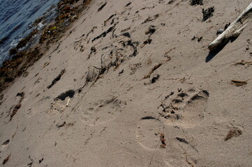 bear's trail in the wet sand