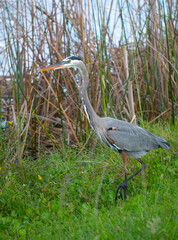 Obraz na płótnie Canvas Vertical colorful great blue heron walking in the grassy marsh