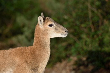 Obraz premium hembra de muflón en el bosque (Ovis orientalis musimon) Ojén Málaga España 