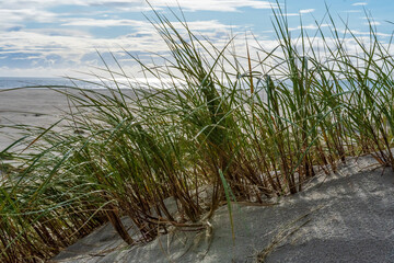 Coastal Scene on the North Frisian Island Amrum in Germany