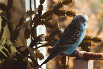 Blue budgie sits on a perch and looks out the window, autumn and parrot close up