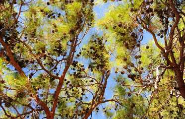Pine branches with cones in the forest against the blue sky
