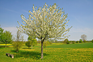  Fröhling in Hannover Kronsberg