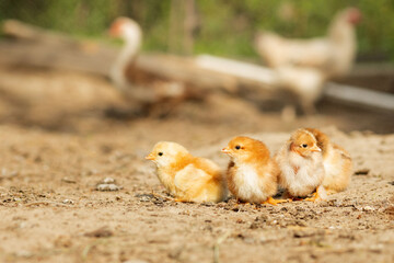 portrait of Easter little fluffy chickens walking in the yard on the farm yard on a Sunny spring day