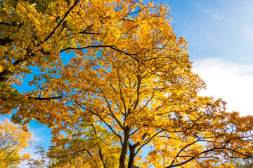 Autumn Fall Colorful Trees Background against Blue Sky and Sunlight