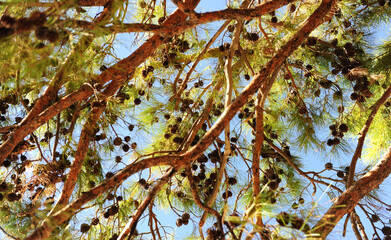 Pine branches with cones in forest against the blue sky