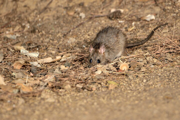rata comiendo en el parque (Rattus rattus) Oj&eacute;n M&aacute;laga Espa&ntilde;a	