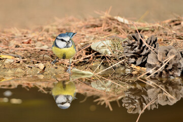 herrerillo común en el estanque (Cyanistes caeruleus) Ojén Málaga España	
