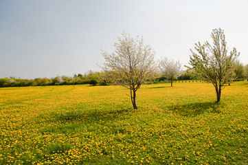  Fröhling in Hannover Kronsberg