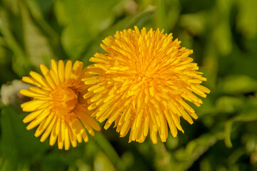  Fröhling in Hannover Kronsberg