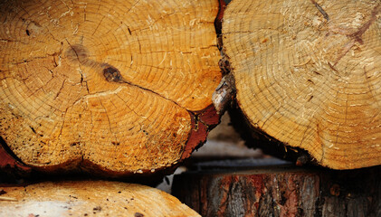 Pile of cut down and beautifully laid logs on the logging site