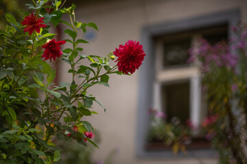 Close up of a Red flower having a window at the back