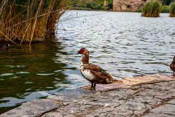 A duck on the shore of the lake scratches itself and looks at the horizon.