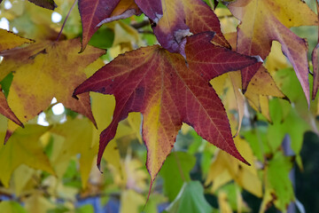 Colored Leafs on the Tree By Autumn Ready to Fall on the Grass