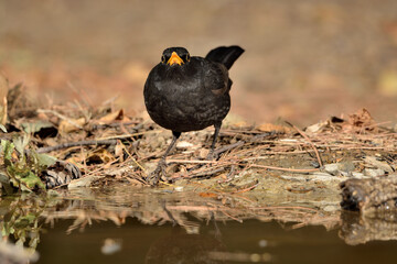 mirlo en el estanque del parque (Turdus merula) Ojén Málaga España	