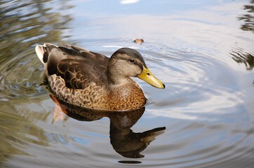 swimming duck