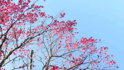 tree branches and leaves  against sky