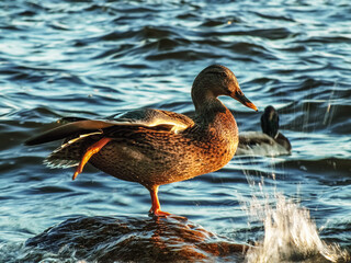 duck on the water