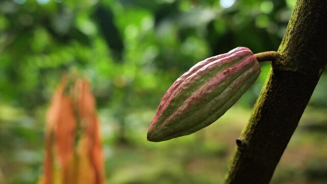 Beautiful cocoa bean growth on a cocoa tree blurry background Martinique lesser indies