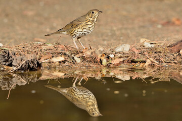 zorzal bebiendo en el estanque del bosque (Turdus philomelos) Ojén Málaga España	
