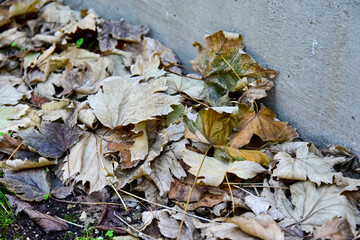 Autumn Foliage Dropped From the Trees on the Grass