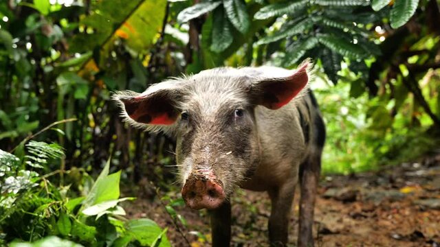 cute pig in mud domestic pet swine adorable portrait slow motion jungle background
