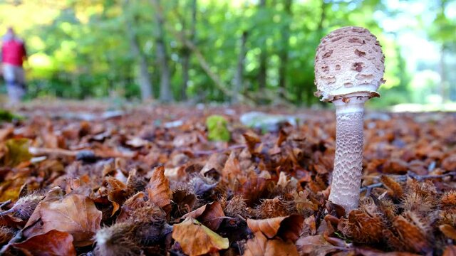 Hiker man in a beechwood and parasol mushroom (Macrolepiota procera). Urbasa-Andia Natural Park. Navarre, Spain, Europe. 4K.