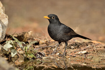mirlo en el estanque del parque (Turdus merula)  Ojén Málaga España	