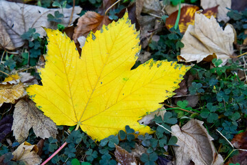 Dropped From the Tree a Yellow Autumn Leaf 