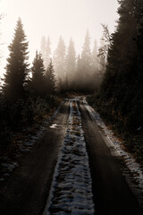 A road in the wilderness. Sun ray beams casting over the road with fog sets the mood.