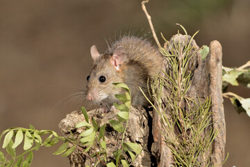 rata comiendo en el parque (Rattus rattus) Ojén Málaga España	