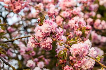 kwiat, roz, kwiat, galąz, roślin, kwitnienie, pora roku, beuty, kwiatowy, piękne, flora, makro