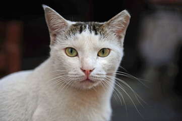 Large portrait of a white cat